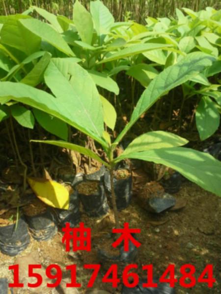 供应南方柚木供应商家，南方30公分高柚木小苗价格，南方柚木树苗批发价