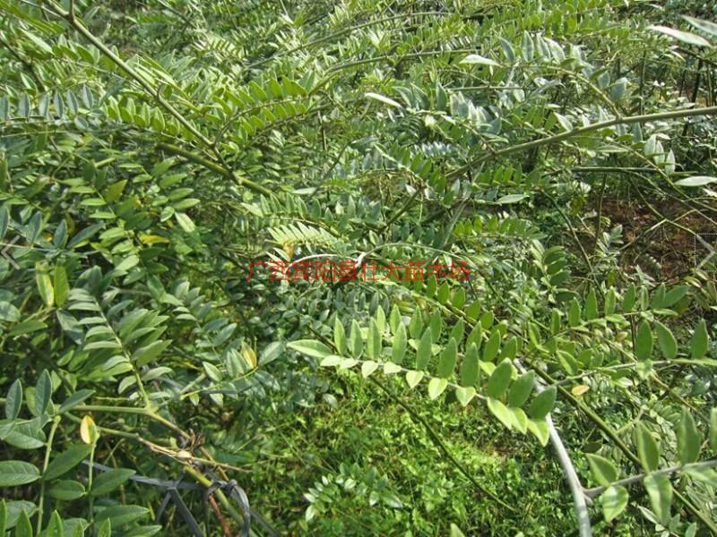 賓陽山豆根圖片/賓陽山豆根樣板圖 (4)