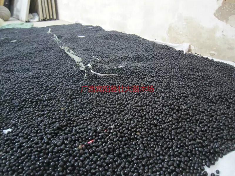 供應(yīng)賓陽(yáng)的山豆根苗