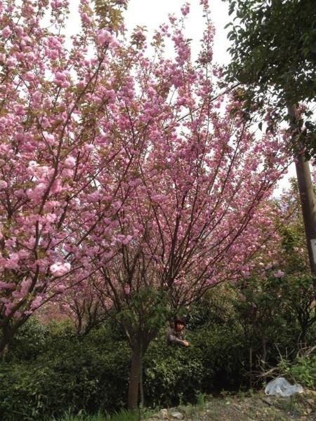 供應(yīng)重慶花卉苗木批發(fā)基地