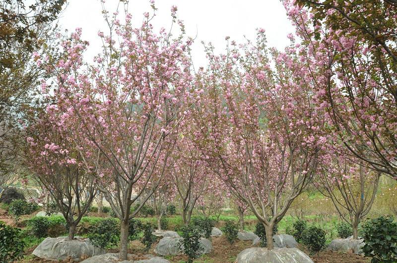 供應(yīng)重慶花卉苗木基地出售櫻花
