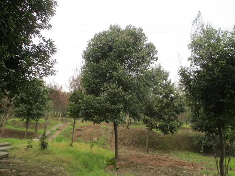 供應重慶海桐球