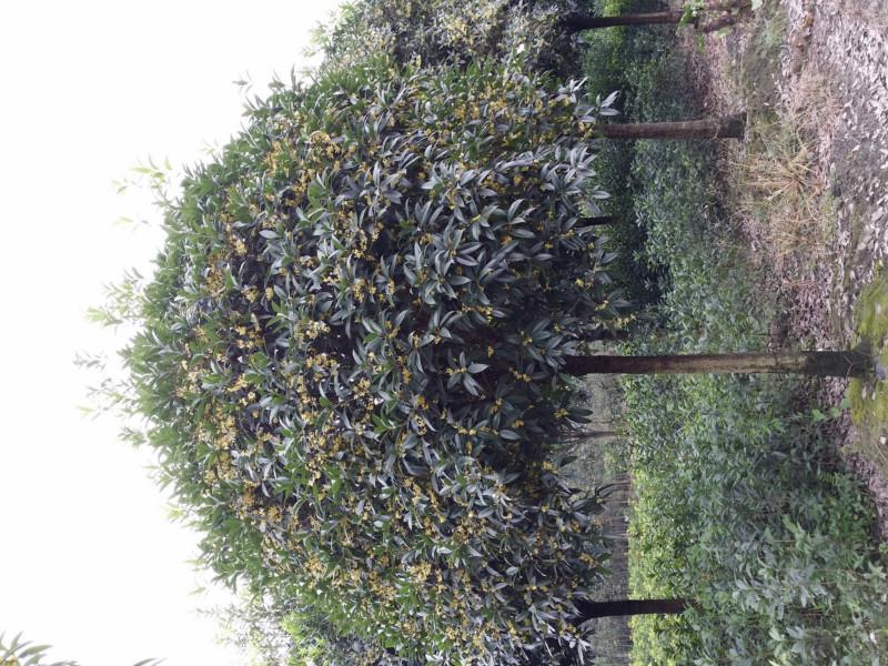 供應(yīng)柳州速生金桂批發(fā)-柳州速生金桂苗圃-柳州速生金桂哪里有