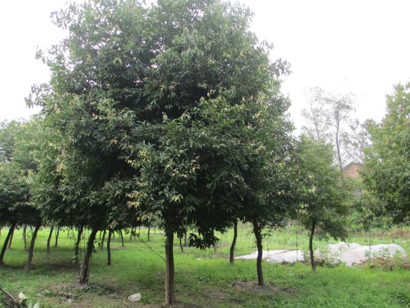 供應重慶海桐球