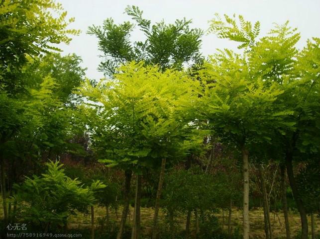 供應(yīng)金葉槐，河北金葉槐，金葉槐基地，金葉槐價(jià)格，金葉槐批發(fā)