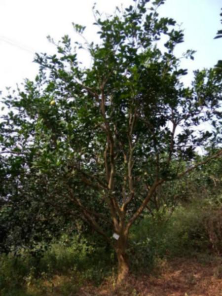供應(yīng)低分枝柚子樹，低分枝柚子樹價(jià)格，低分枝柚子樹批發(fā)