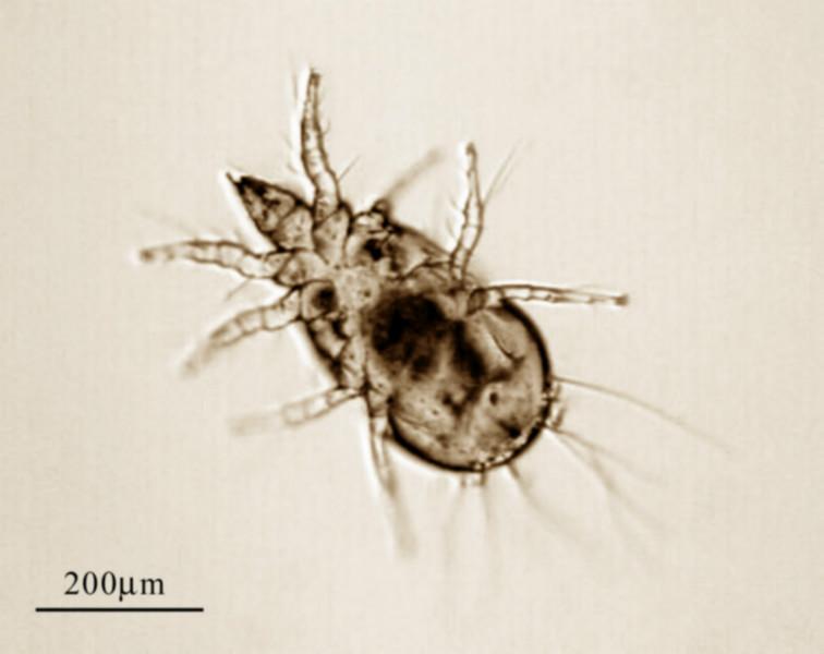 供應(yīng)紡織品防蛀檢測