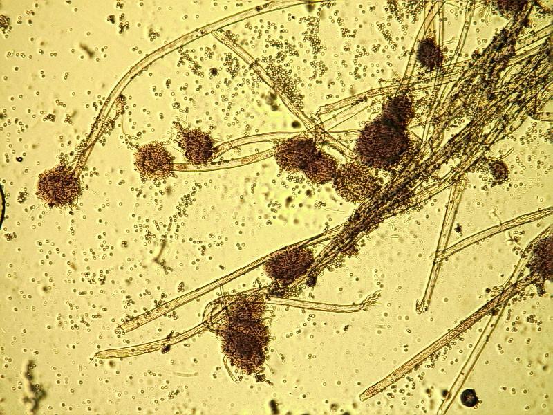 提供水質(zhì)檢測，微生物檢測，鉛，*，汞檢測