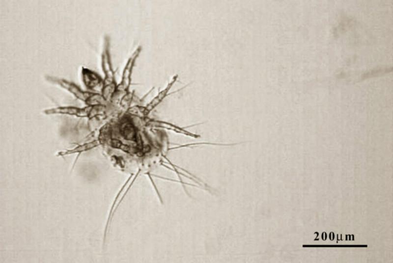 供應(yīng)紡織品防螨檢測