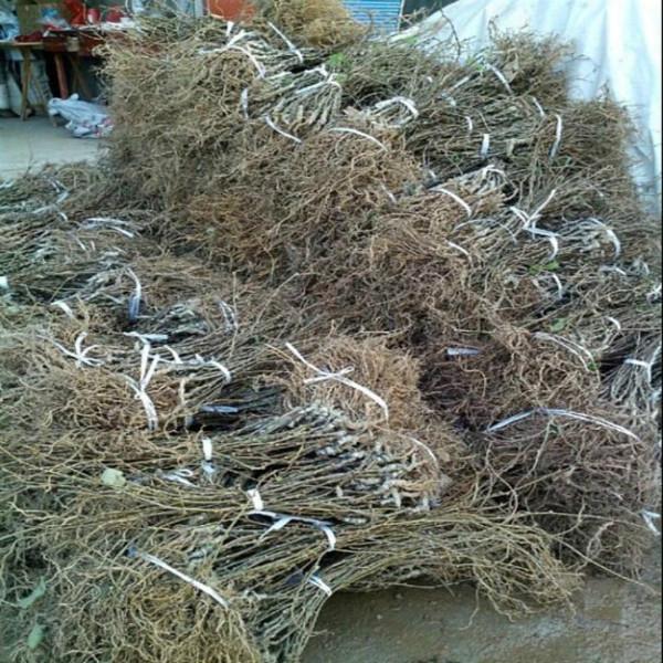 供應湖北紅心獼猴桃苗木，湖北獼猴桃苗價格信息，湖北獼猴桃苗批發(fā)直銷