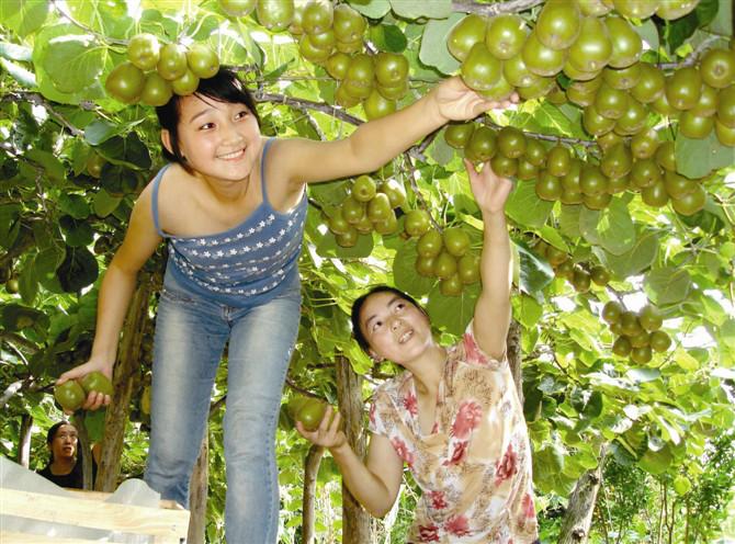供應湖北紅心獼猴桃苗木，湖北獼猴桃苗價格信息，湖北獼猴桃苗批發(fā)直銷