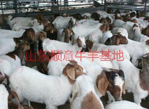 供應(yīng)羊/70-85公分 肉羊批發(fā)價(jià)格