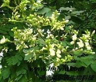 供應(yīng)河南萊爾茵染料木苷98價(jià)格C A S 號(hào)：529-59-9 哪