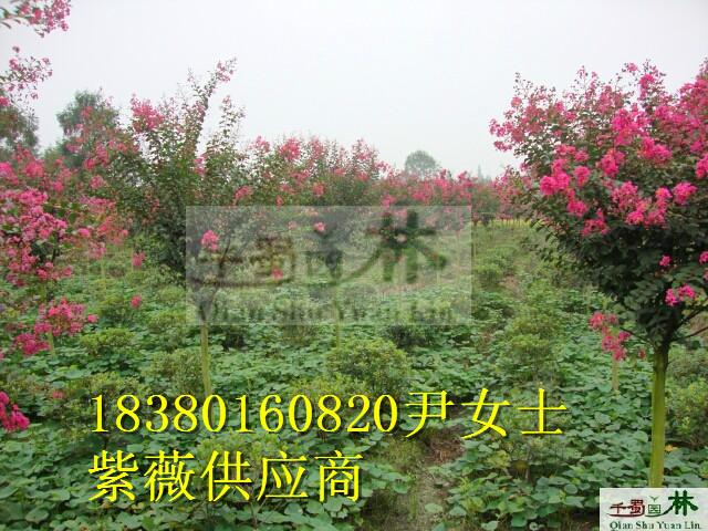 紅花紫薇價格圖片