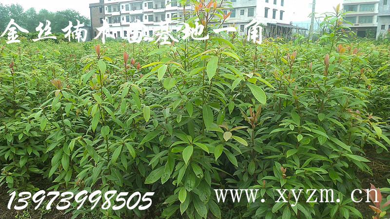 供應(yīng)金絲楠苗木今年價(jià)格如何