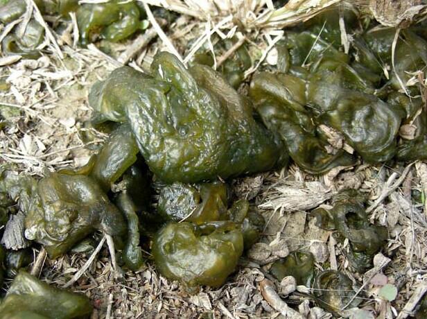 供應(yīng)地木耳/地皮菜