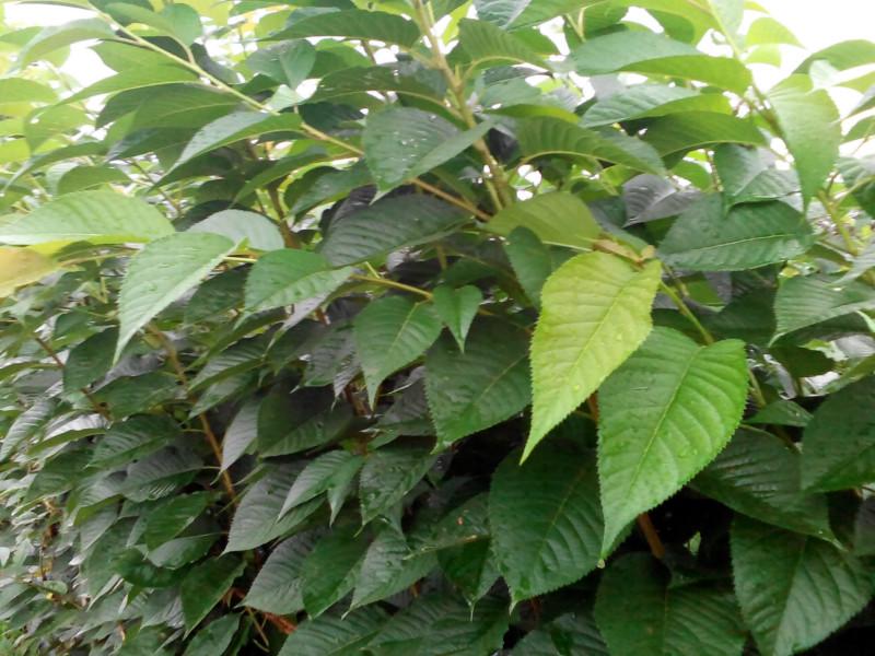 供應(yīng)特價(jià)早櫻苗，晚櫻，櫻桃，紅梅，桂花小苗
