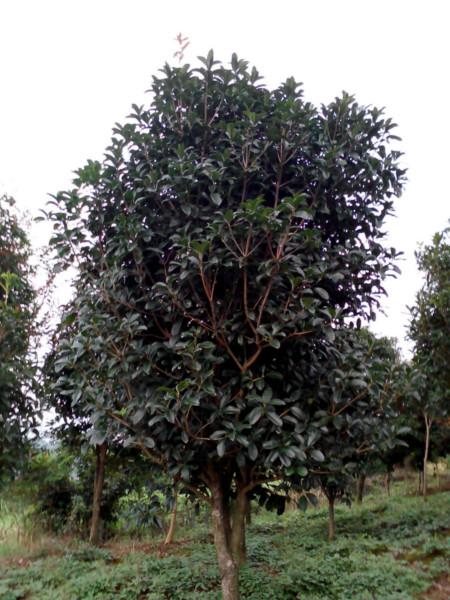 供應浙江蘭州小苗種植基地聯系電話批發(fā)，金桂，丹桂，紅梅，紅楓，海棠