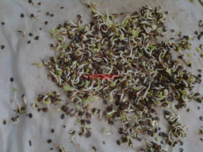 云南黨參種子價格圖片