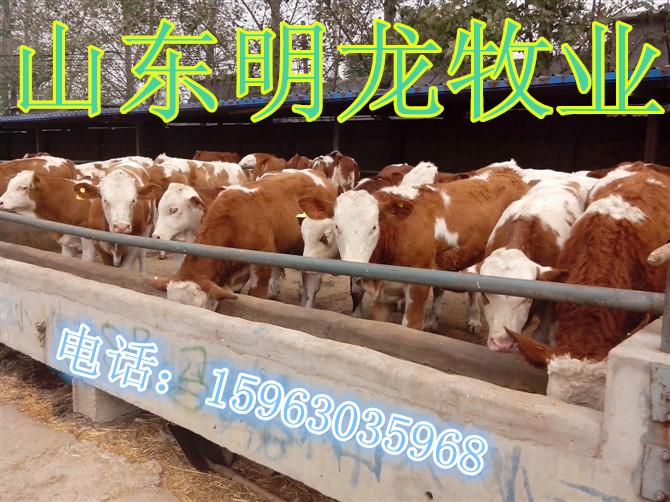 供應(yīng)肉牛價(jià)格行情肉牛犢多少錢一頭？