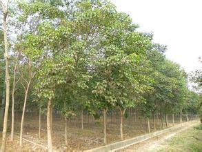 供應(yīng)出售重陽木-山東大量出售重陽木-山東重陽木種子價(jià)格