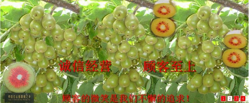 供應果樹種苗紅心獼猴桃苗，蒼溪紅心獼猴桃苗原產地正品蒼溪獼猴桃種植技
