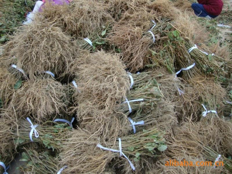 供應(yīng)四川哪里能買到紅心獼猴桃苗木？四川哪里有紅心獼猴桃苗木賣？