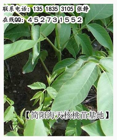 供應(yīng)薄殼核桃價(jià)格走勢，嫁接核桃苗栽植成活