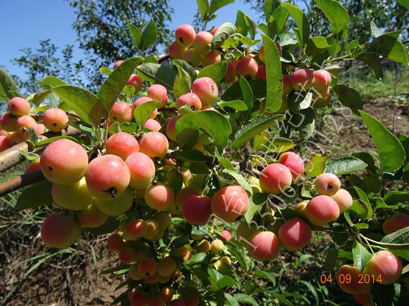 供應(yīng)煙臺(tái)富士蘋(píng)果苗批發(fā)價(jià)格，煙臺(tái)富士蘋(píng)果苗廠家直銷