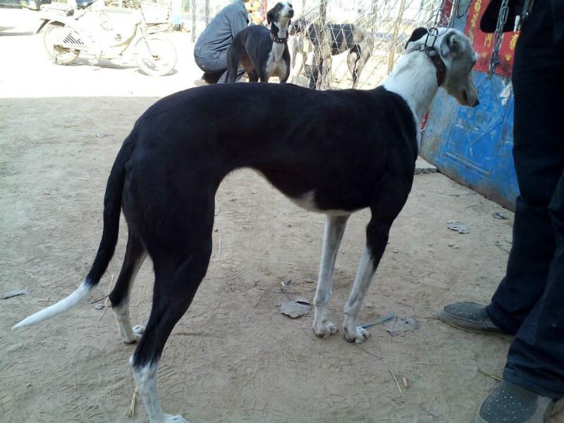 供应猎兔犬的价格，猎兔格力犬的价格