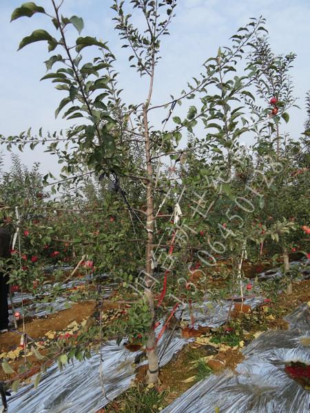 供應(yīng)煙臺占地蘋果樹，5公分蘋果樹，6公分占地用蘋果樹