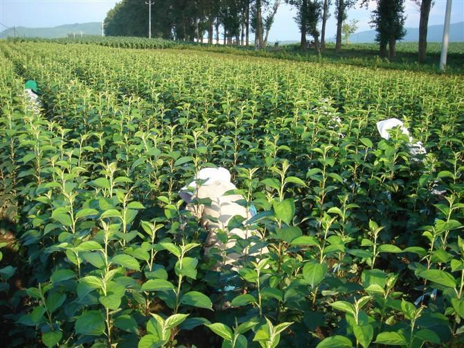 运城市优质苹果苗批发价钱厂家苹果苗批发价钱，钙果苗种植基地，山西苹果苗批发商 优质苹果苗批发价钱