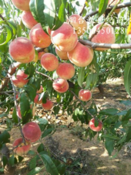 供應(yīng)山東紅寒露蜜接穗