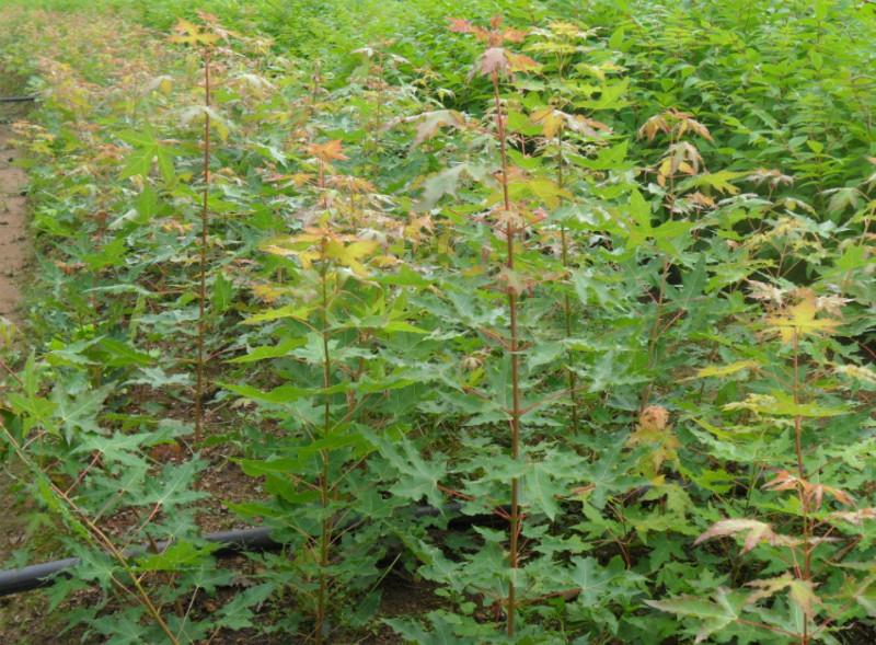 出售一米五角楓五角楓種植基地