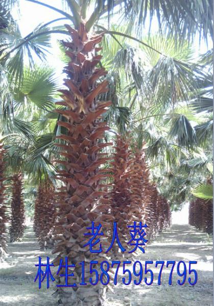 供應(yīng)老人葵種植園，廣西老人葵批發(fā)，老人葵大量訂購(gòu)