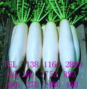進(jìn)口白蘿卜種子      春夏白蘿卜種子     蘿卜種子價(jià)格