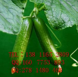 小黃瓜種子批發(fā)，進(jìn)口水果黃瓜種子報價，黃瓜種子價格