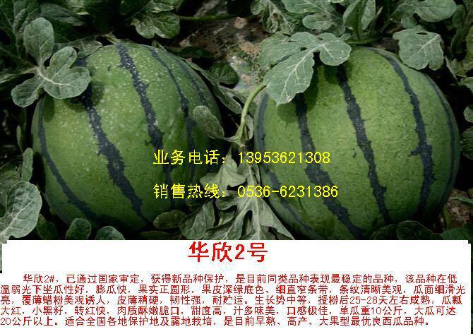 供應(yīng)京研華欣1華欣2華欣AAA