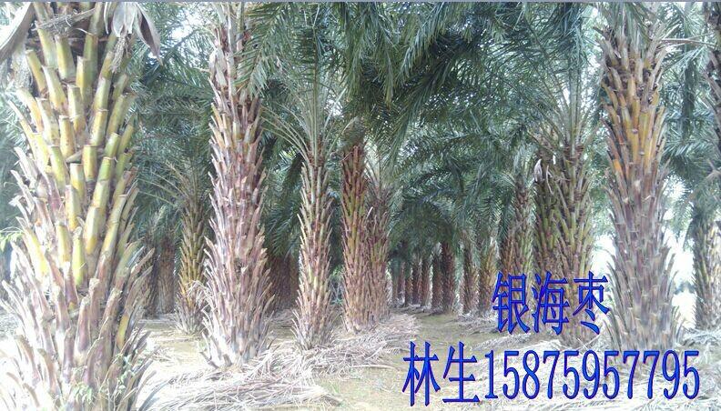 供應(yīng)廣東湛江老人葵