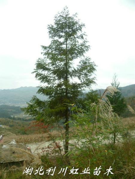 供應(yīng)米徑8cm柳杉樹(shù)苗2000棵
