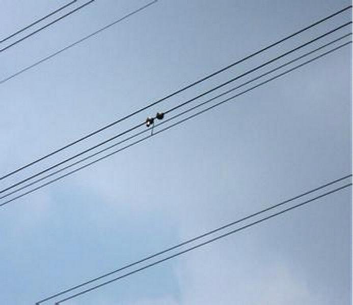 輸電線路導(dǎo)線測溫裝置圖片/輸電線路導(dǎo)線測溫裝置樣板圖 (2)