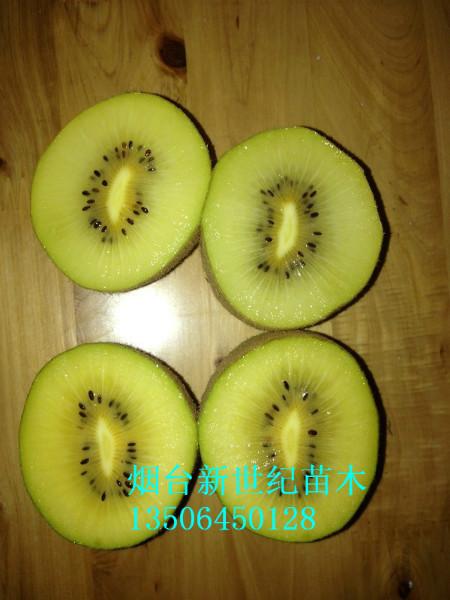 供應(yīng)龍口翠香獼猴桃苗，龍口獼猴桃苗，龍口紅心獼猴桃苗