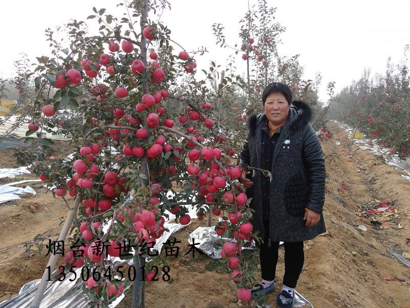 供應(yīng)山東煙富0蘋果苗，山東煙富0蘋果苗銷售，山東煙富0蘋果苗供貨商