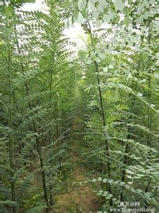 供應(yīng)山西雙季槐種苗