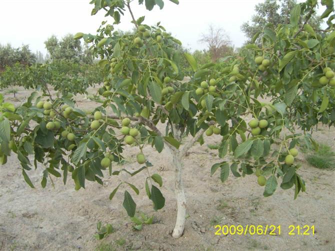 供應(yīng)核桃實(shí)生苗，核桃實(shí)生苗基地批發(fā)，核桃實(shí)生苗價(jià)格