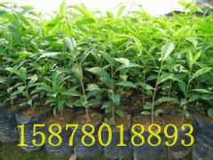 金絲楠苗木圖片/金絲楠苗木樣板圖 (3)