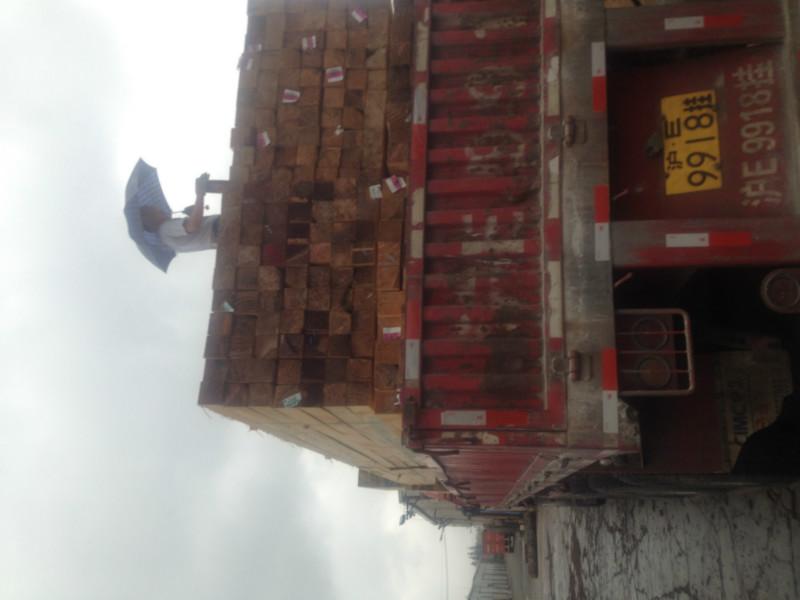 花旗松圖片/花旗松樣板圖 (2)