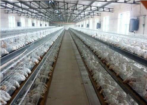 供應海蘭灰青年雞海蘭灰青年雞廠家