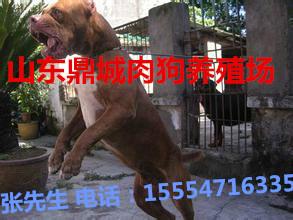 供应猎兔犬灵缇犬惠比特山东济宁哪里出售肉狗图片