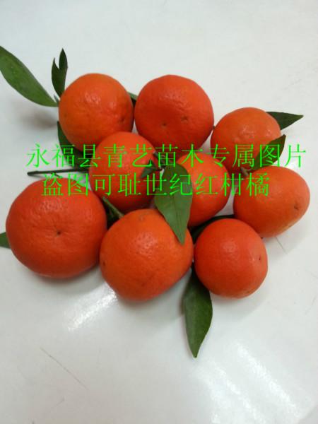 供應(yīng)用于的世紀(jì)紅柑橘果苗種植園